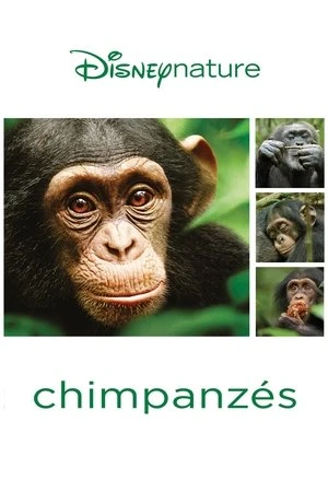 Regarder Chimpanzés en streaming complet